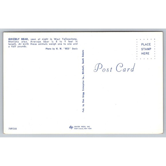 Postcard Wyoming Montana West Yellowstone Grizzly Bear at Night c1960s Unposted - Picture 2 of 2